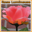 Rose Lumineuse 3 Couleurs - Télécommande