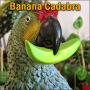 Banana Cadabra - Midnight Spell
