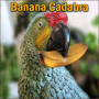 Banana Cadabra - Midnight Spell