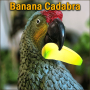 Banana Cadabra - Midnight Spell